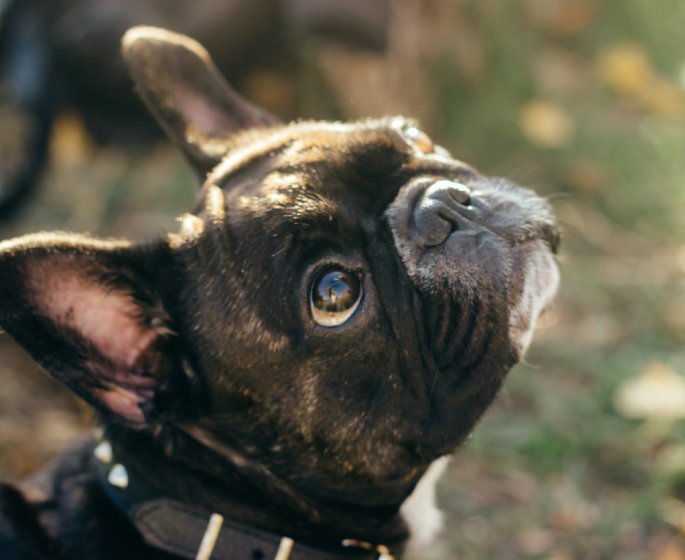 Cancer : un chien decede un quart d’heure apres la mort de son maitre