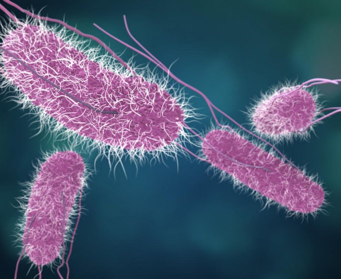 Qu-est-ce que la salmonellose ?