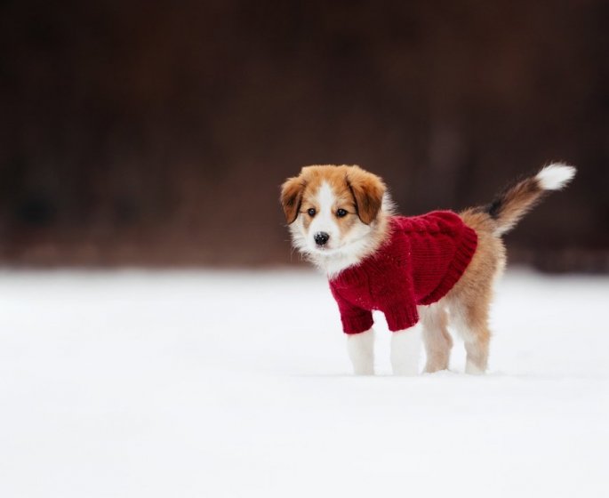Froid : faut-il mettre un manteau a son chien avant de sortir ?