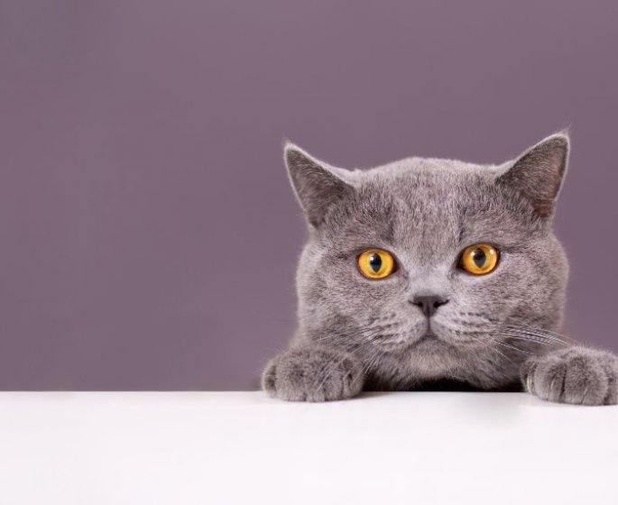 Votre chat est-il un psychopathe ? Ce test permet de le decouvrir !