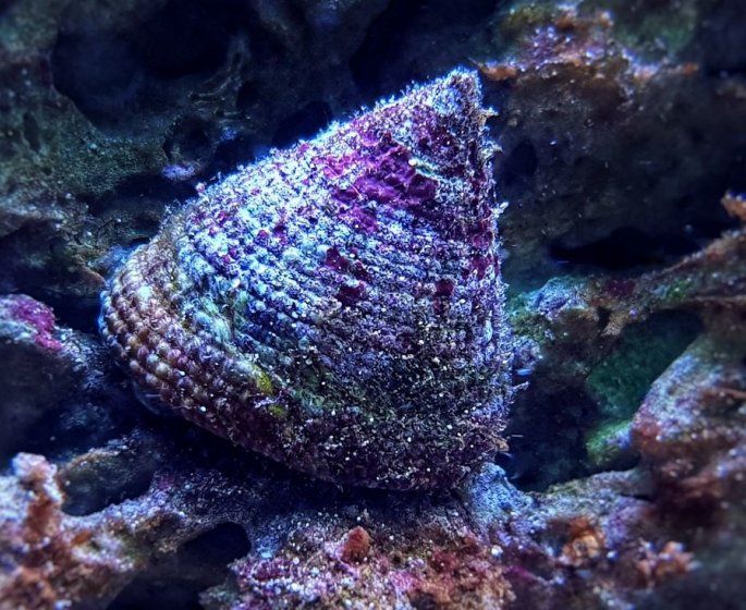 Diabete : le venin d-escargot marin, meilleur traitement que l-insuline ?