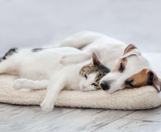 Animaux de compagnie : les symptomes de la gale