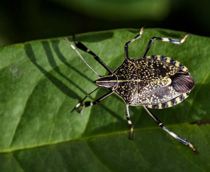 De nombreux cas d’invasions de punaises diaboliques signales en France