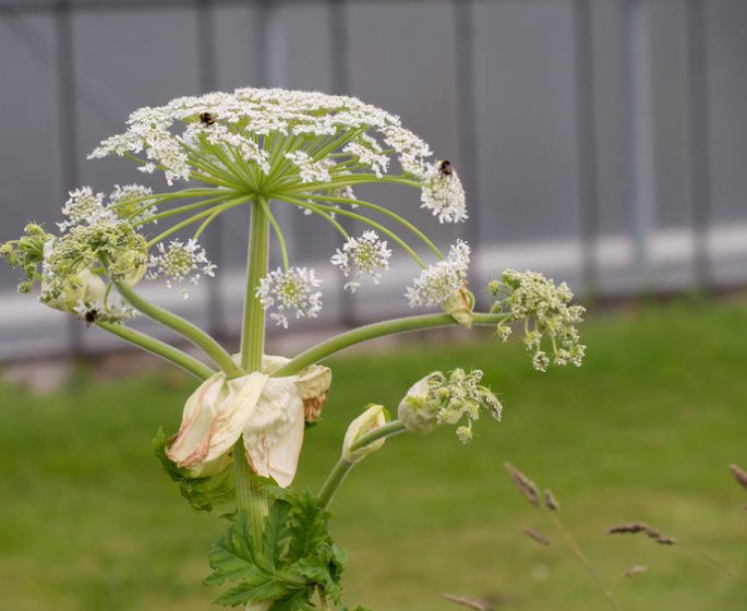 Cette plante tres presente en France lui a brule peau 