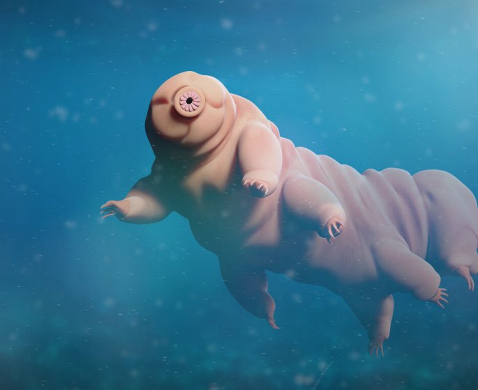 Cet animal microscopique (tardigrade) pourrait proteger des effets nefastes de la radiotherapie