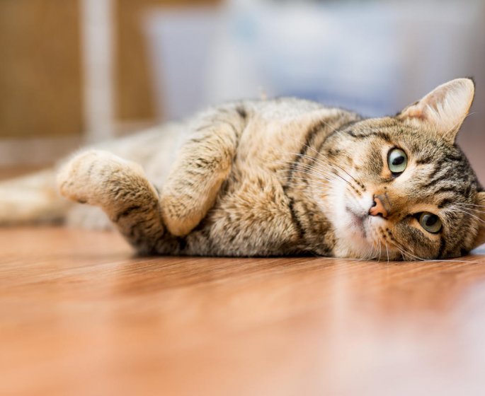 Les principales causes d-allergie chez le chat