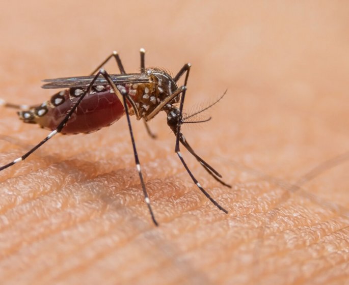 Dengue : premier cas autochtone detecte en Ile-de-France