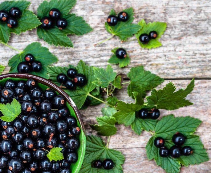 10 plantes anti rhumatismes