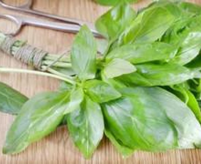 Basilic : une vraie plante medicinale !