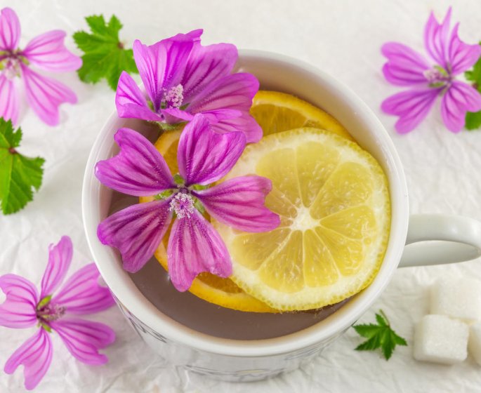 La tisane de mauve pour calmer la toux seche