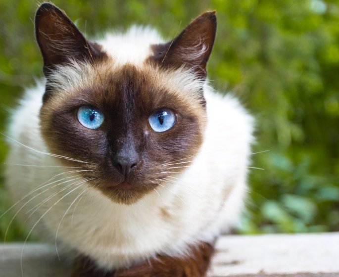 Elle frole la mort a cause d’une griffure de son chat 
