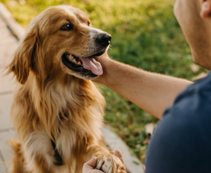 Votre chien peut vous transmettre des superbacteries