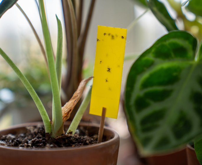 7 astuces pour se debarrasser naturellement des moucherons a la maison