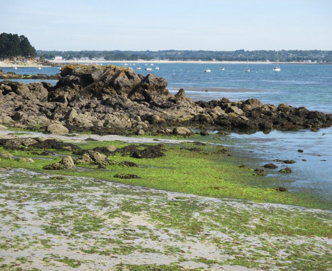 Quels sont les dangers des algues sur nos plages ? 