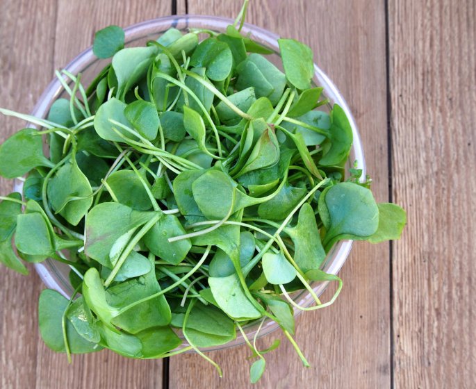 Aphte a la gencive : du cresson comme remede naturel