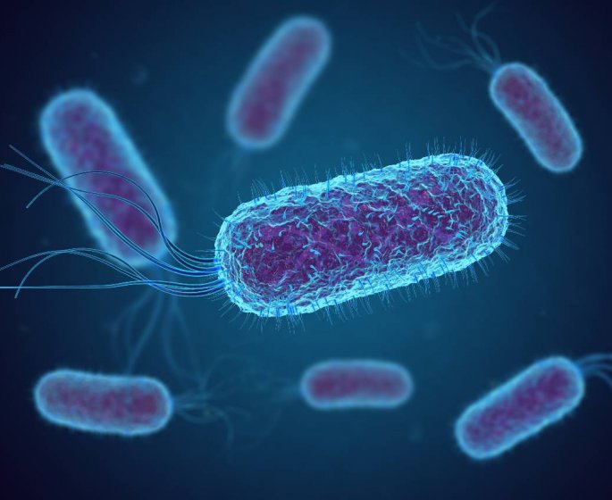 Bacterie E.coli : 13 cas graves et un deces dans 5 regions