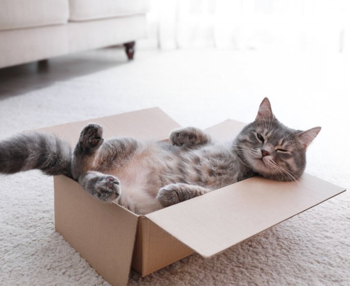 Voici les 5 races de chats les plus zens