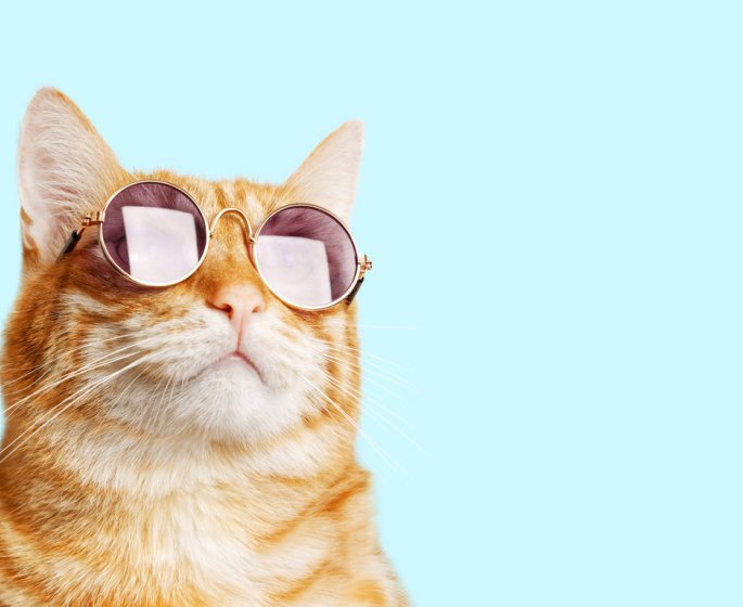 Chat : 8 maladies qu-il peut vous transmettre