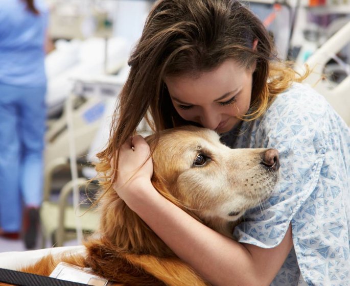 Le top 5 des animaux qui nous guerissent