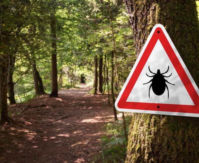 Tiques : 6 astuces naturelles pour s’en proteger