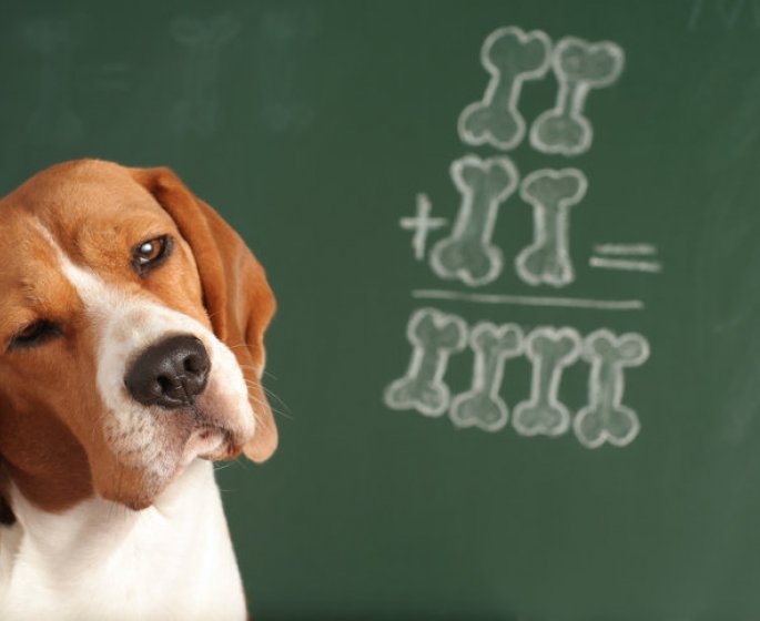 Les 10 races de chien les plus intelligentes 