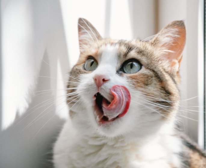 Les 7 aliments a ne jamais donner a son chat