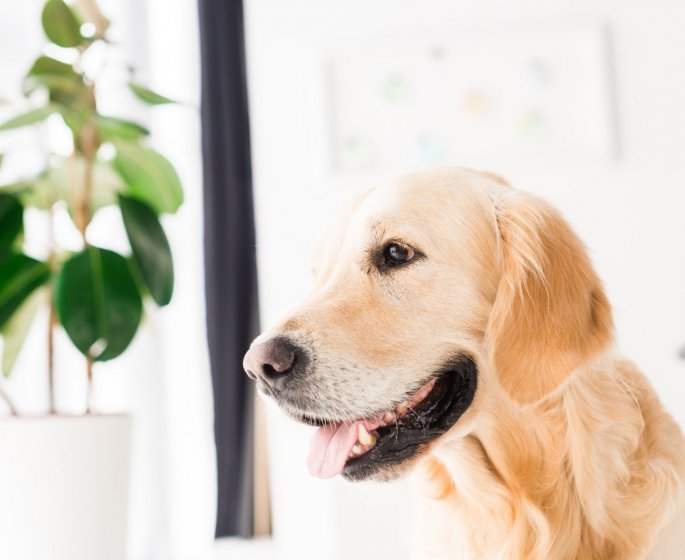Chiens : ces 7 plantes toxiques qu-ils ne doivent surtout pas manger