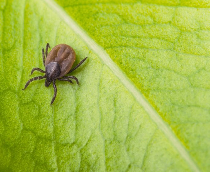 15 astuces pour repousser les tiques dans votre jardin