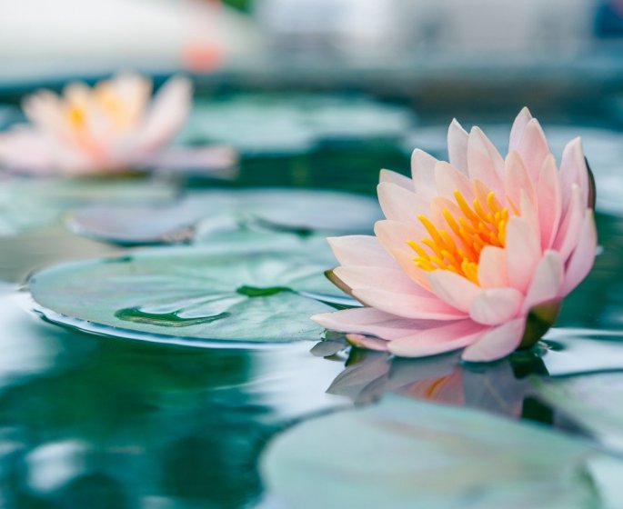 Les 5 bienfaits de la Fleur de Lotus 