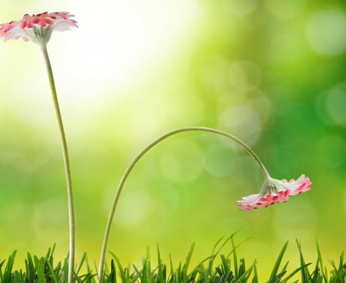 Dysfonction erectile : 5 plantes et epices qui vous redonnent de la vigueur