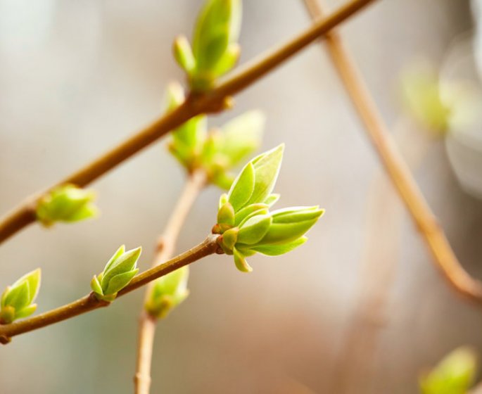 Gemmotherapie : 5 bourgeons qui baissent votre cholesterol