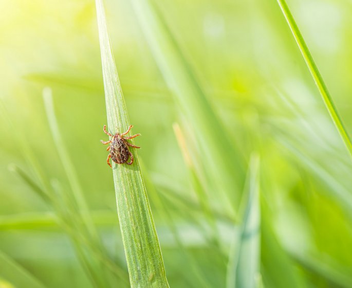 Maladie de Lyme : les regions ou les tiques sont les plus dangereuses