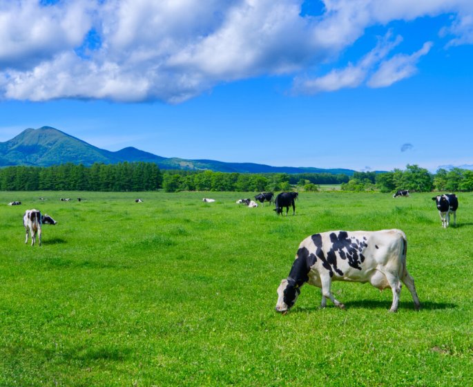 Pourquoi faut-il imperativement que vos steaks ne viennent pas de ce pays !