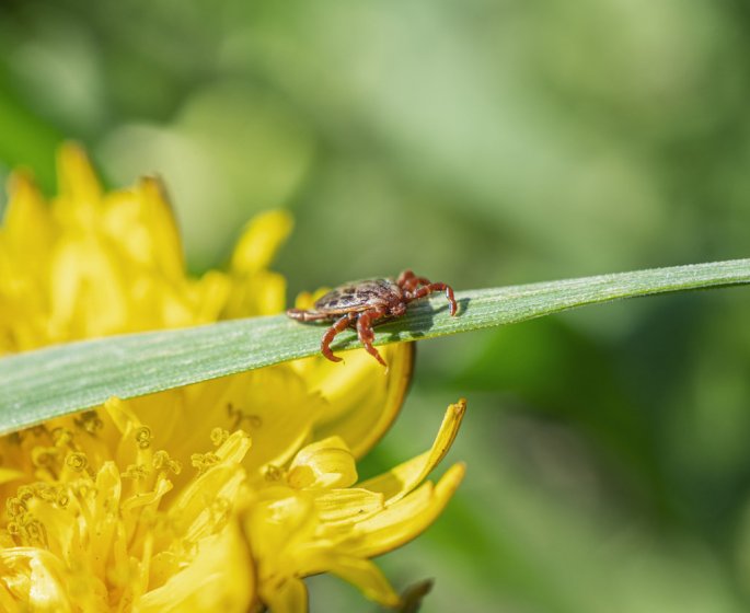 6 insectes frequents dans votre jardin et nuisibles pour l-Homme