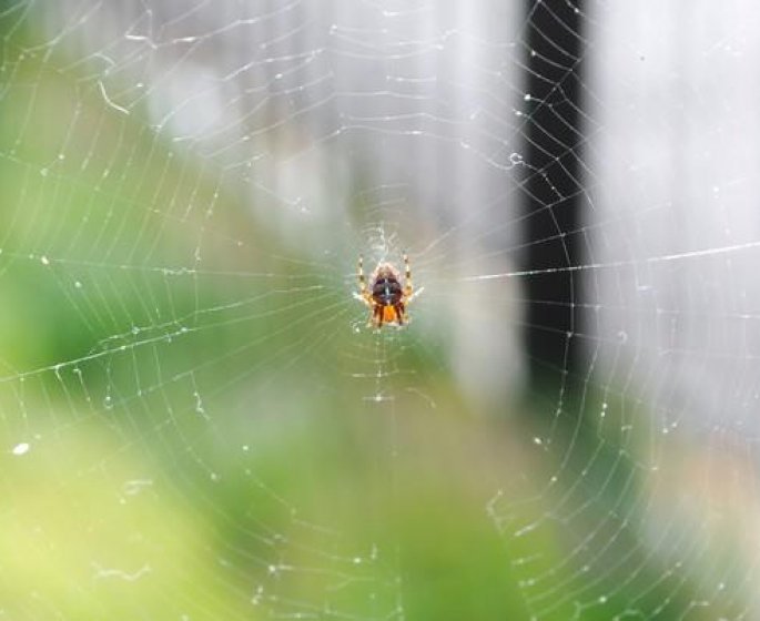 Araignees : 6 astuces pour vous en debarrasser a la maison