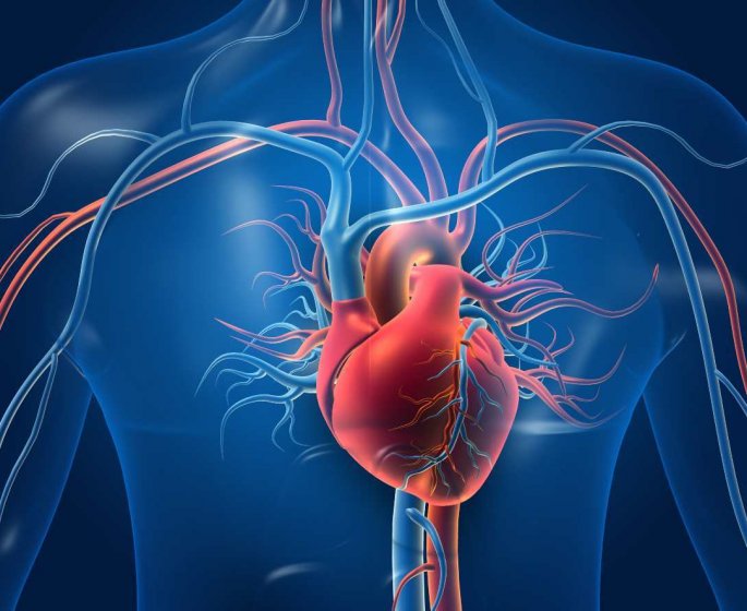 Maladie cardiaque : ces aliments renforcent la sante de vos vaisseaux sanguins