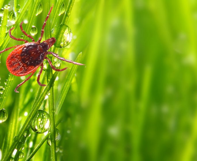 Piqure de tique : 4 bons reflexes a avoir vite !