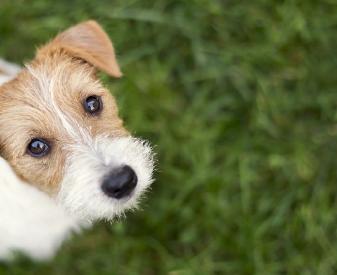Chien : la race d’un chien ne predit pas son risque de morsure