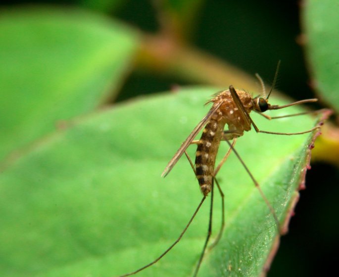 5 odeurs qui font fuir les moustiques