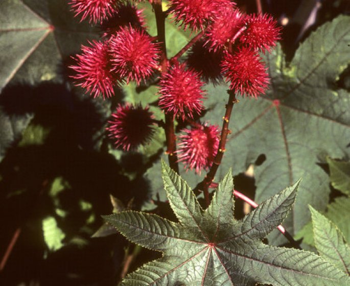 15 plantes de votre quotidien extremement toxiques !