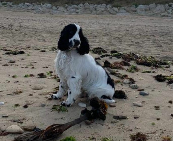 Comment traite-t-on les chiens a travers le monde ?