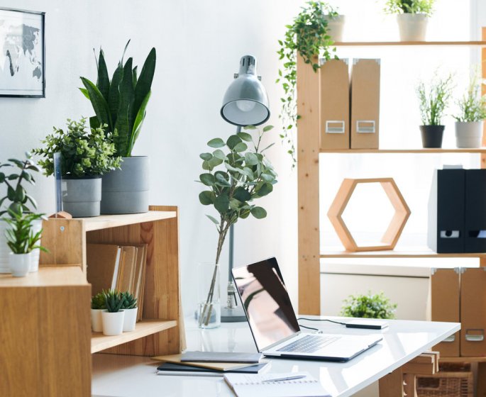 7 plantes d’interieur a mettre au bureau des la rentree