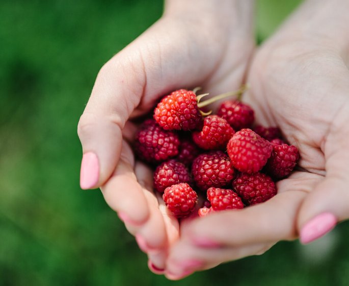 Framboises : de petites baies gorgees de bienfaits 