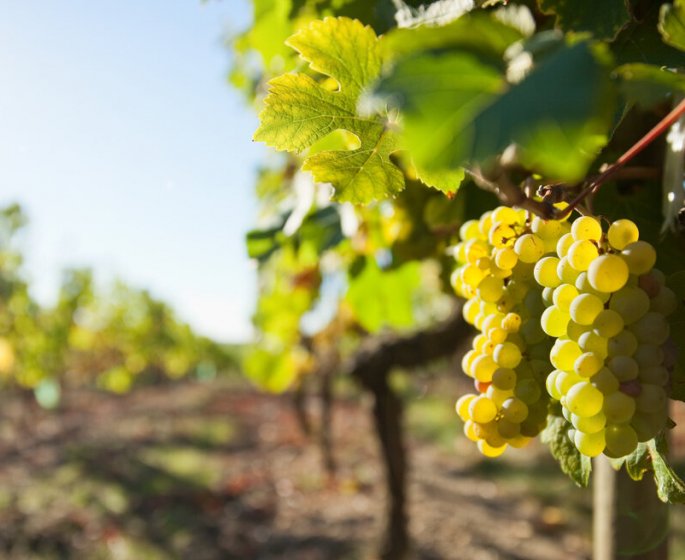 Raisins : 5 raisons d’en manger