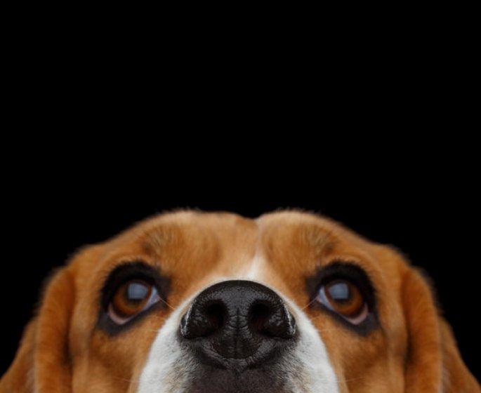 6 maladies que les chiens peuvent detecter 