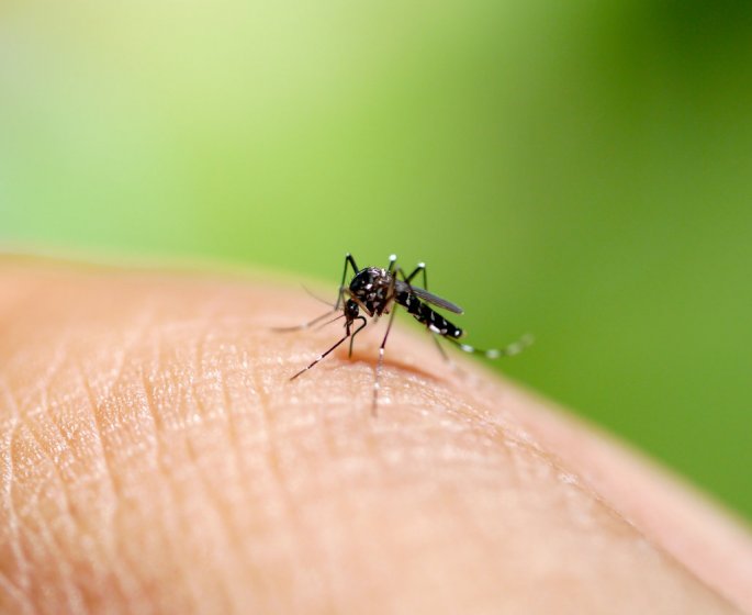 Moustique tigre : quels sont les symptomes d-une piqure ?