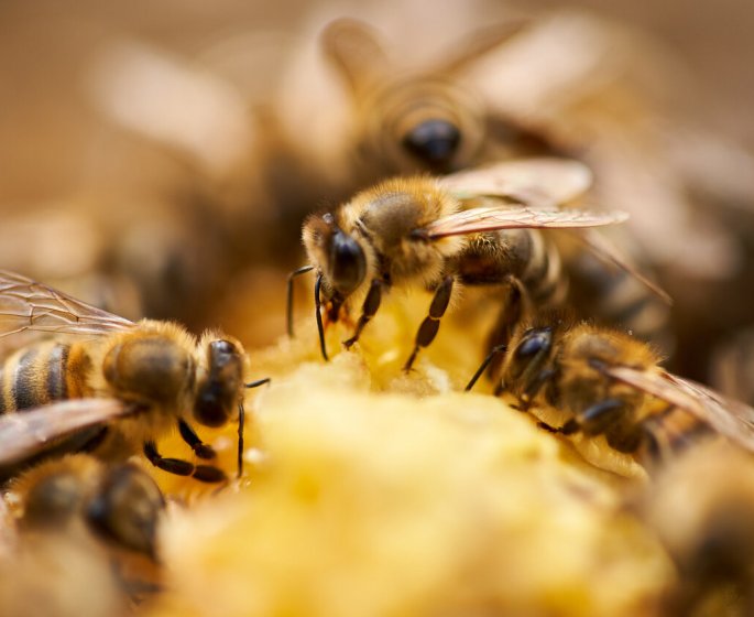 Sept maladies ameliorees et ou soignees par la propolis