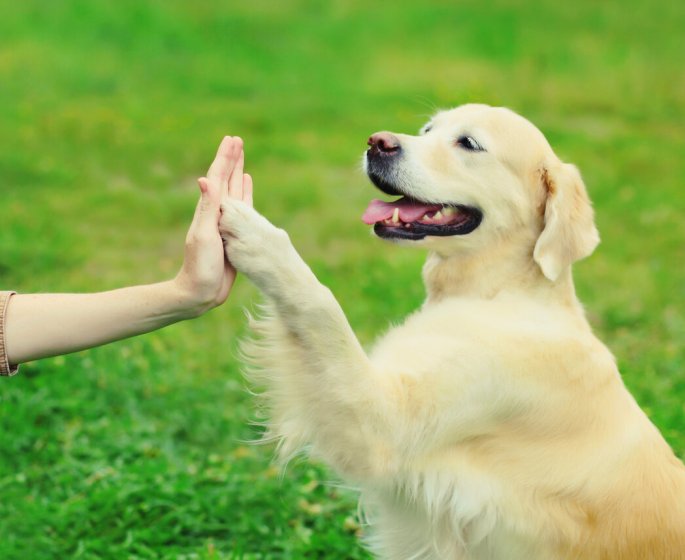 7 manieres dont votre chien peut vous sauver la vie