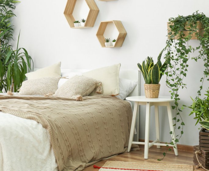 Bien dormir : 6 plantes a mettre dans la chambre a coucher