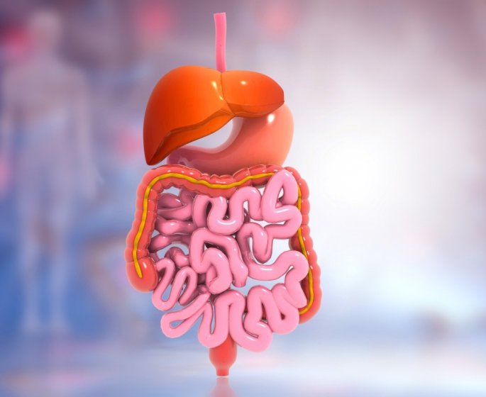 10 aliments a eviter pour garder un microbiote sain 